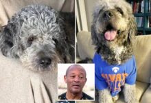 National Action Network demand LAPD bodycam footage after dog executed during Knicks celebration National Action Network demand LAPD bodycam footage after dog executed during Knicks celebration