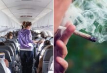 TSA updates medical marijuana travel guidance for air passengers TSA updates medical marijuana travel guidance for air passengers