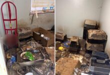 Monster arrested for animal cruelty after stomach-churning discovery at California home Monster arrested for animal cruelty after stomach-churning discovery at California home
