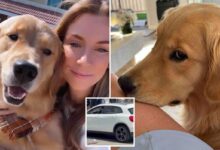 SoCal woman on Mexican beach vacation with her beloved dog shot in attempted carjacking SoCal woman on Mexican beach vacation with her beloved dog shot in attempted carjacking