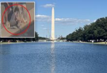 Trump shares news of ‘crystal clear’ Reflecting Pool, calls for vandalism suspect’s arrest Trump shares news of ‘crystal clear’ Reflecting Pool, calls for vandalism suspect’s arrest